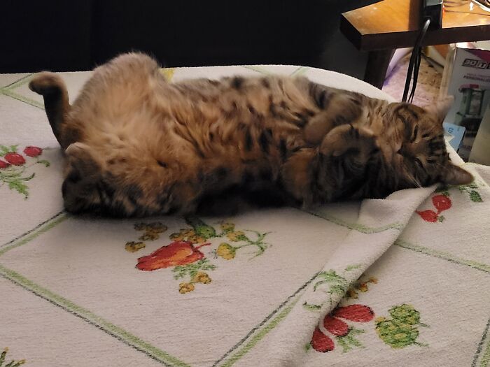 He Wanted To Show His Beautiful Beans But Was Exhausted