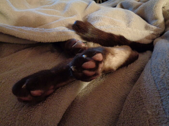 Chocolate Beans