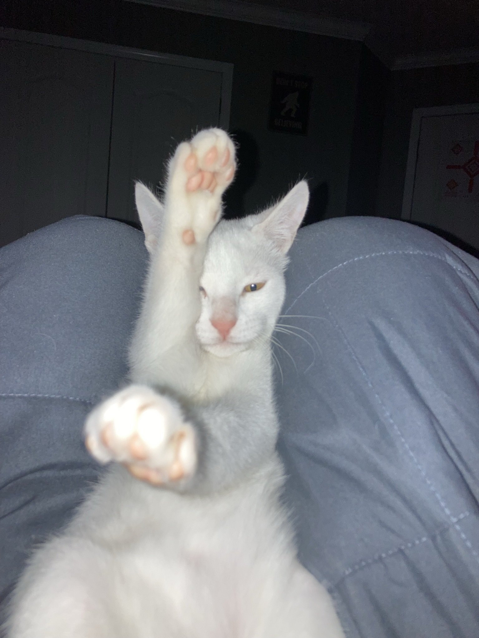 Send In Either Your Funniest, Weirdest, Or Cutest Picture Of One Of Your Pets!