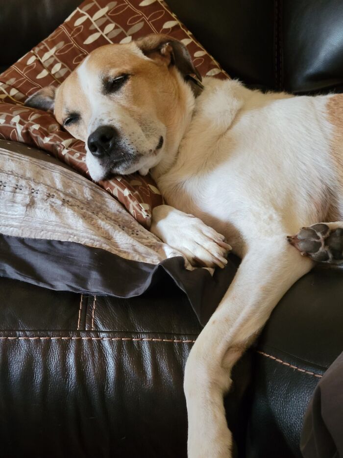 Gemma, Snoozing Like The Queen She Is