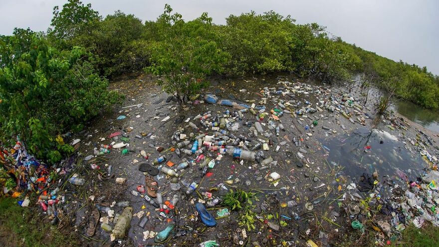 Winner Of Mangroves And Conservation: Mangroves vs. Plastics - Srikanth Mannepuri, India