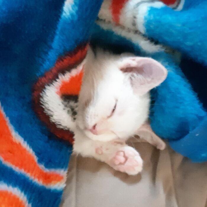 My Cat Sunny Days After Being Adopted