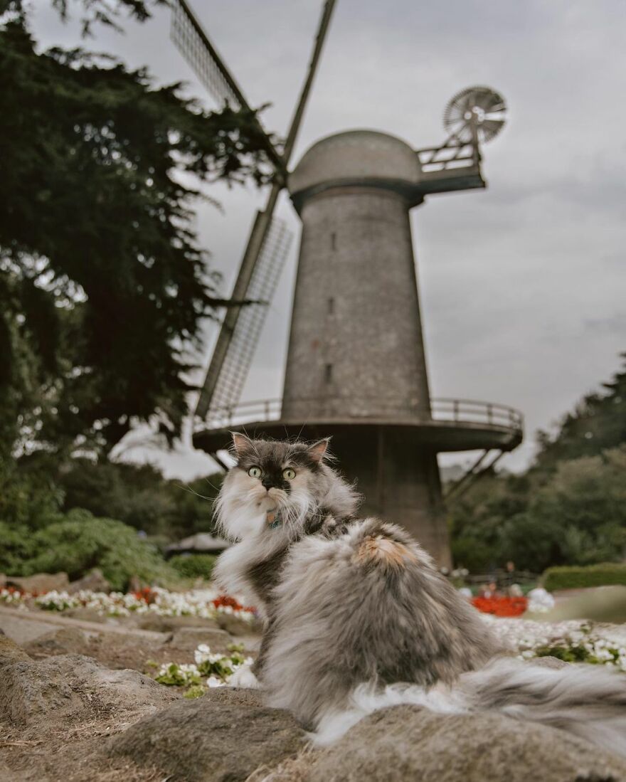 By The Dutch Windmills In Golden Gate Park
