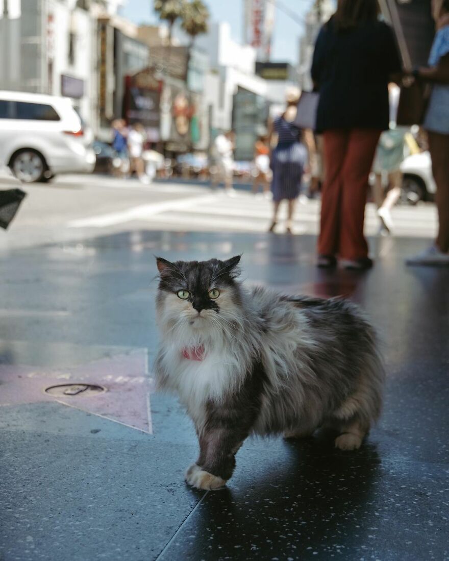 Hollywood Walk Of Fame