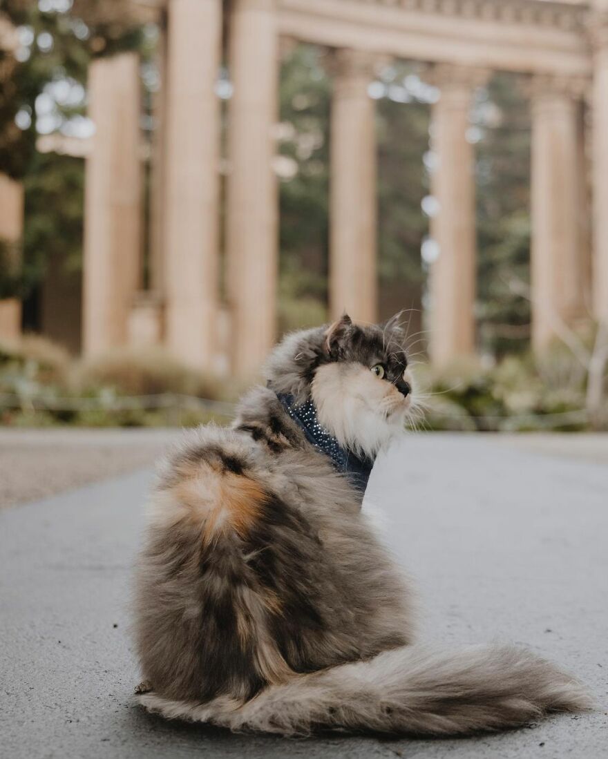 Palace Of Fine Arts San Francisco