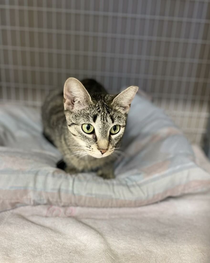 This Cat Saw All Her Friends Being Adopted At An Event Except Her This Cat Saw All Her Friends Being Adopted At An Event Except Her