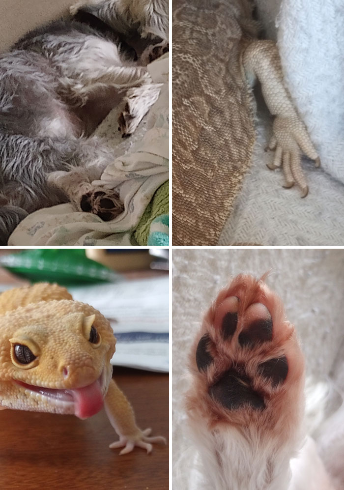 Floofy And Scaley Beans