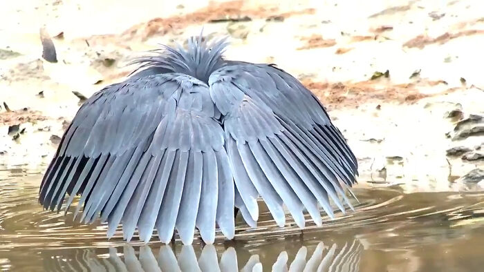 A Black Heron Using Its Wings Like An Umbrella, Creating Shade To Attract Fish, A Behavior Known As Canopy Feeding