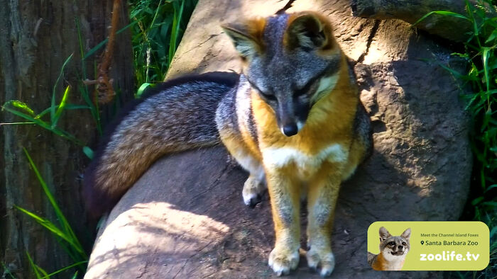 Channel Island Foxes Are A Dwarfed Species That Inhabits Six Of California’s Channel Islands And Is Derived From The Mainland Gray Fox