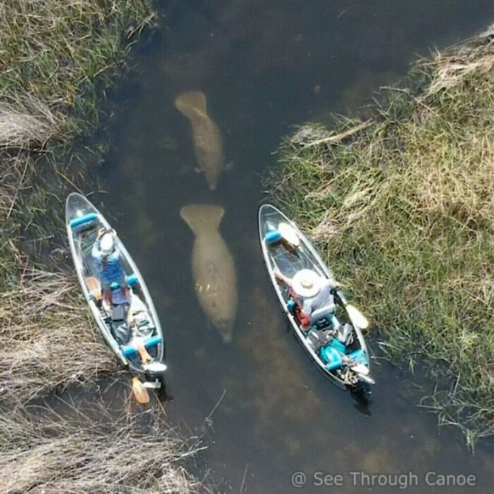 Manatees Are Found In Freshwater And Saltwater And Often Pass Through Narrow, Shallow Tidal Creeks