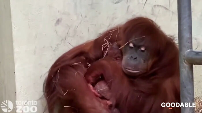 Sumatran Orangutans Are Among The Most Critically Endangered Animals On The Planet. A Baby Was In Toronto. This Was The Moment The Mother Held Her Baby For The First Time