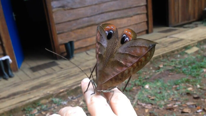 The Peacock Katydid (Pterochroza Ocellata) Resembles Dead Leaves While Camouflaging, But If Threatened, It Will Reveal Its Menacing Eye Spots. No Two Peacock Katydids Have Identical Color Patterns Or Wing Shapes So As To Reduce The Risk That Predators Could Learn To Recognize A Fixed Visual Pattern