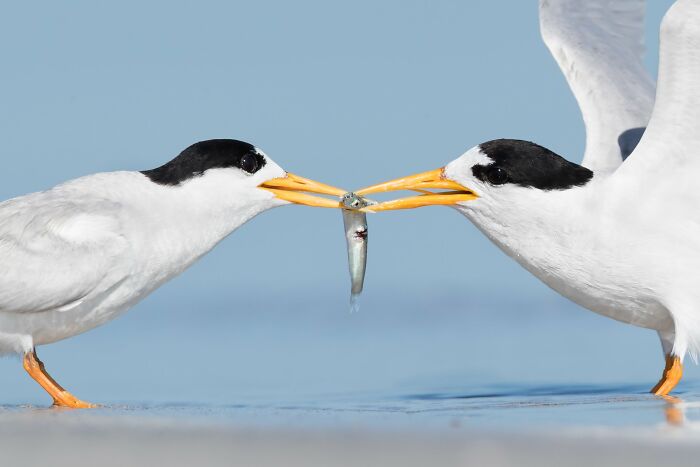Bird Behaviour: "What's Mine Is Yours" By Rebecca Harrison (Shortlist)