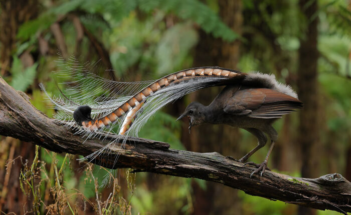 Bird Behaviour: "Rehearsal" By Ian Wilson (Shortlist)