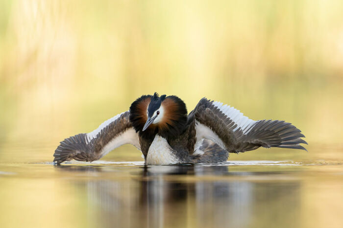 Bird Portrait: "Fearsome" By Jason Moore (Shortlist)