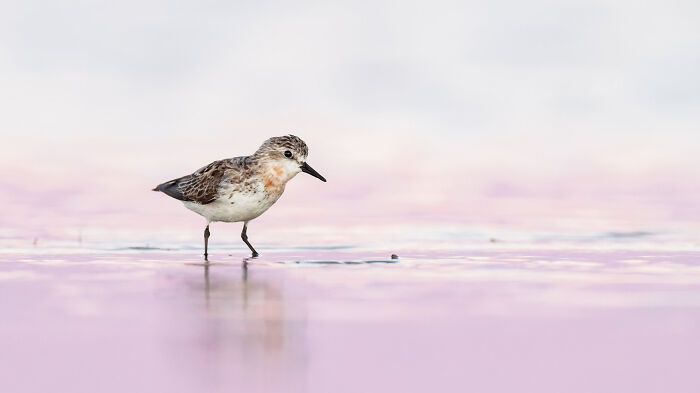 Bird Portrait: "Red-Necked Stint" By Shelley Pearson (Shortlist)