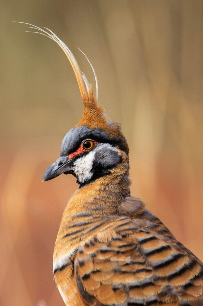 Bird Portrait: "Spinifex Pigeon" By Josh Watson (Shortlist)
