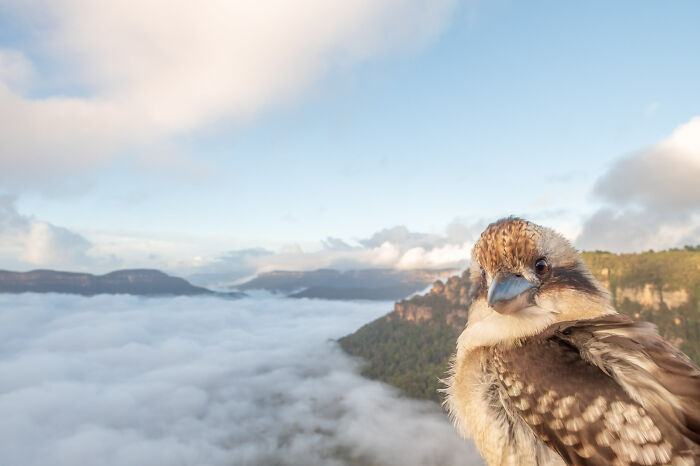 Birds In The Landscape: "Laugh, Kookaburra, Laugh" By Thomas Mcmahon (Shortlist)