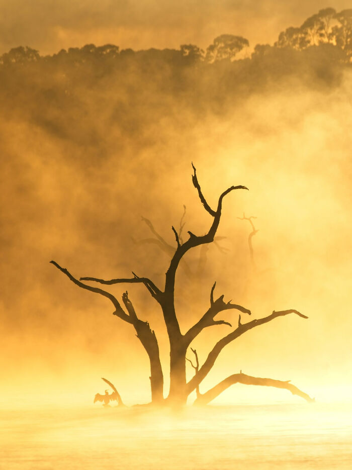 Birds In The Landscape: "Morning Sauna" By Lawrence Chan (Shortlist)