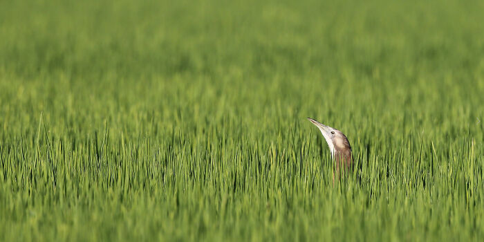 Birds In The Landscape: "Once Bittern" By Warren Chad (Shortlist)