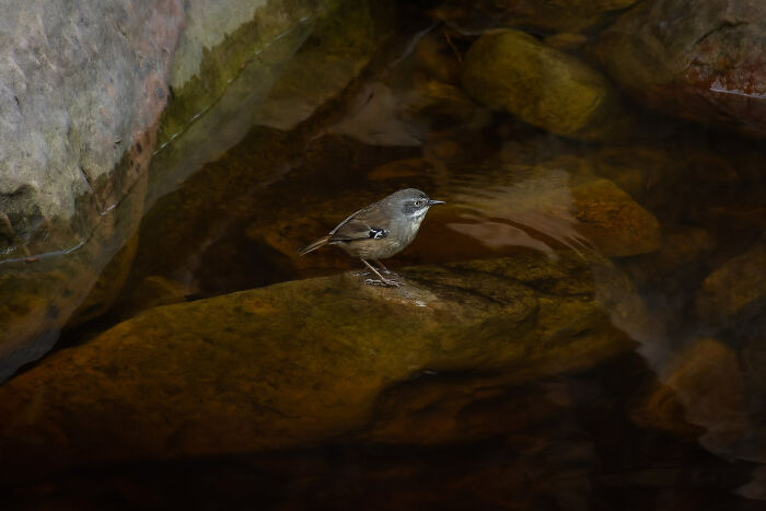 Birds In The Landscape: "What Are You Looking At?" By Bec Johnson (Shortlist)