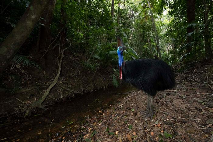Birds In The Landscape: "Cassowary Creek" By Patrick Tomkins (Shortlist)