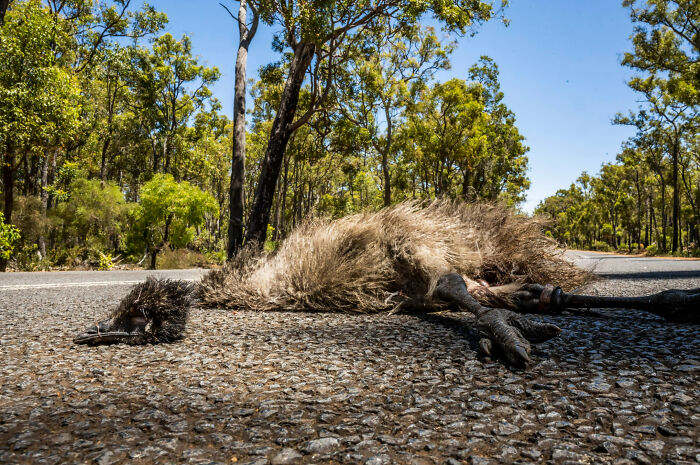 Human Impact: "Flightless" By Jake Wilton (Shortlist)