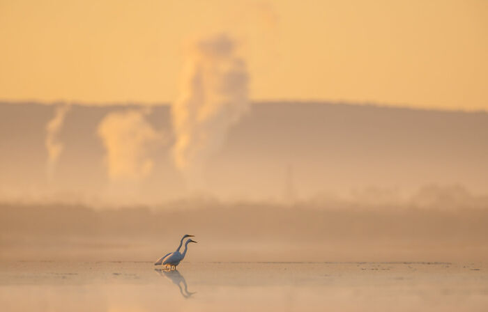 Human Impact: "Industrial Tranquility" By Diana Andersen (Shortlist)
