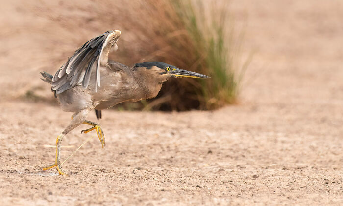 Human Impact: "The Tightening Braid" By Janette Rodgers (Shortlist)
