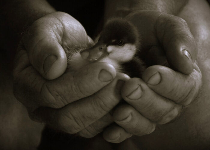 Human Impact: "You Had Me At Hello" By Suzanne Bray (Shortlist)