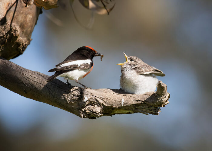 Special Theme: Australasian Robins: (Shortlist)