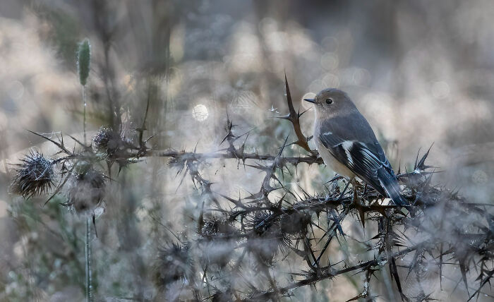 Special Theme: Australasian Robins: "Female Flame" By Reeni Martinez (Shortlist)