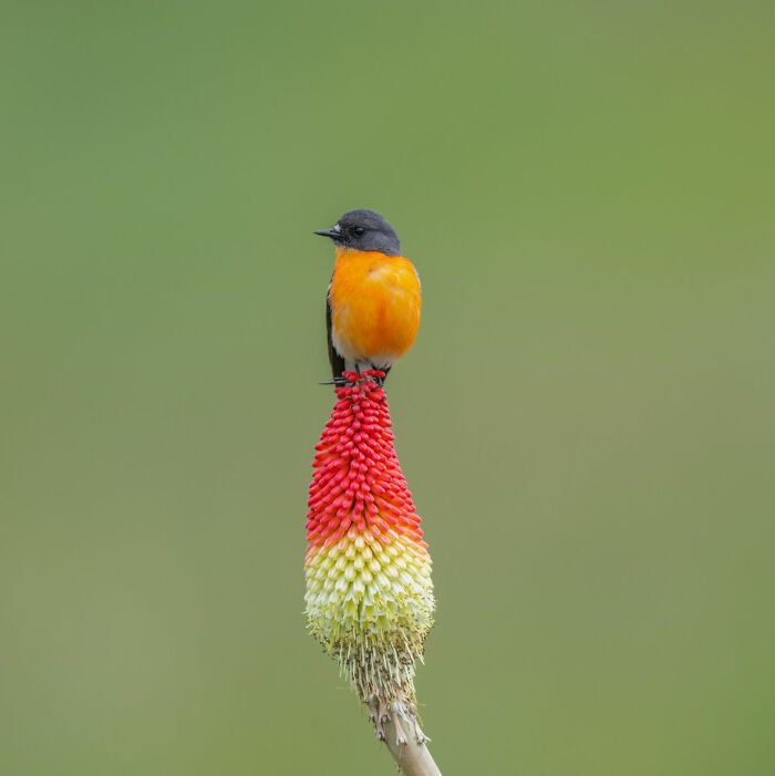 Special Theme: Australasian Robins: "Flame Robin" By Deepak Kumar (Shortlist)