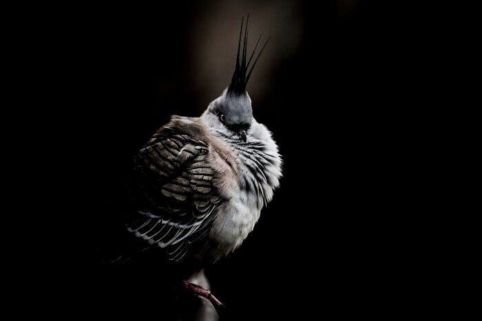 Youth: "Darkness" By Jacob Dedman (Shortlist)