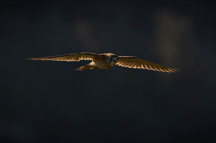 Youth: "Backlight Soaring" By Pablo Ducarme (Shortlist)