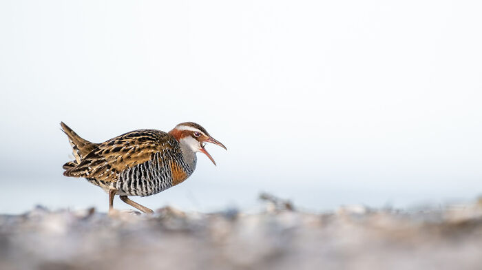 Youth: "Choking On Food" By Desmond Wang (Shortlist)