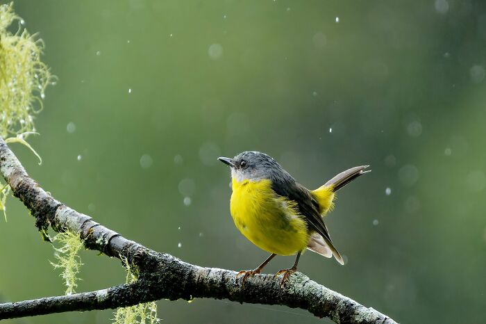 Special Theme: Australasian Robins: "Yellow" By Glenn Faithfull (Winner)