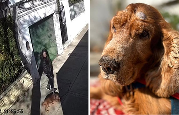 After Being Thrown Away By A Presumed Owner, This Dog Has Been Given A Second Shot At Life With The Help Of Local People