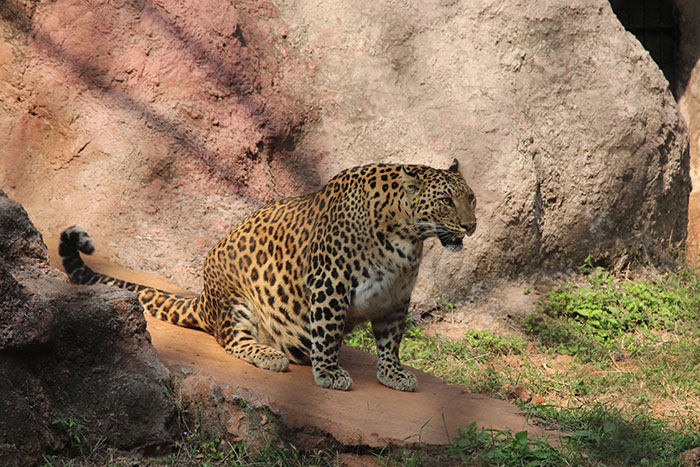 This Jaguar Was In Its Third Month Of Pregnancy At The Indira Gandhi Zoological Park, Visakhapatnam