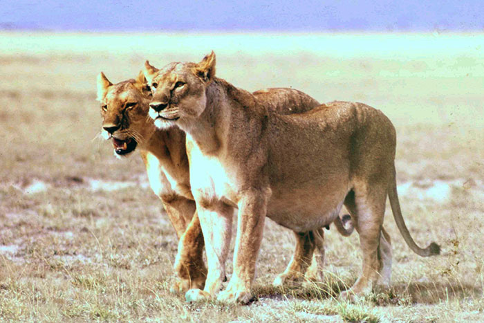 Pregnant Lioness