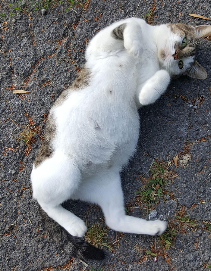 This Lady Is Very Pregnant, I Feed Her Every Morning