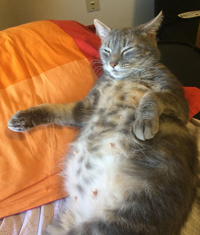 I'm Fostering A Very Pregnant Cat. There Are Five Kittens In There