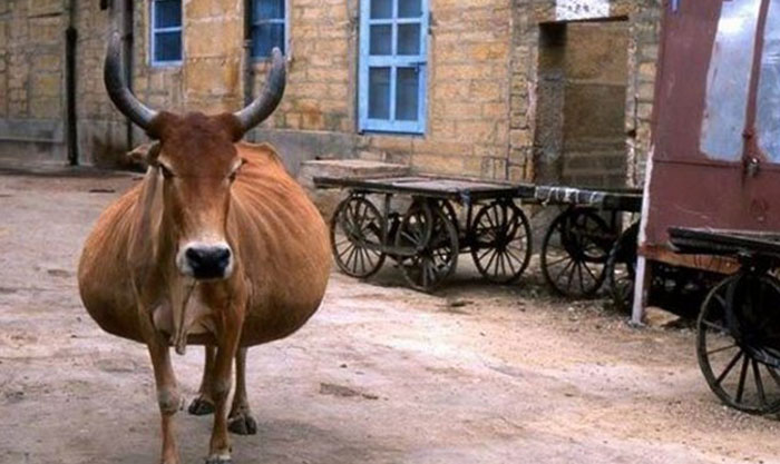 She’s Only Days Away From Having Her Calf