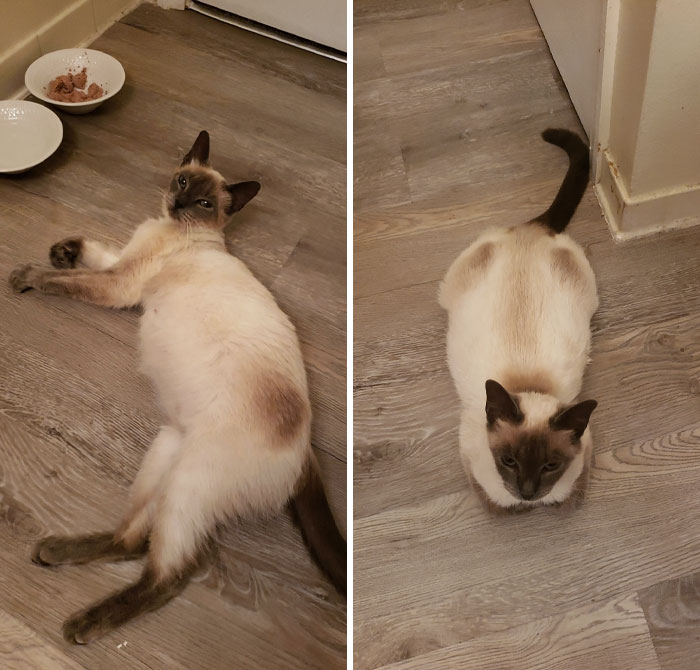 I Found This Pregnant Little Cat In A Parking Lot. The Shelters Were All Full, So She's Been Living In My Bathroom. Trying Not To Fall In Love