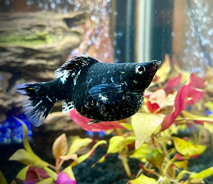 My Pregnant Dalmatian Molly