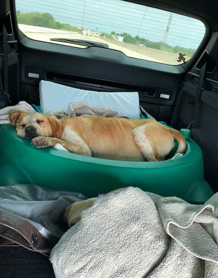 My Pregnant Rescued Dog Sleeping In A Turtle-Shaped Toy Basin