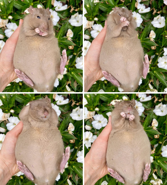 Pregnant Potato. I Couldn’t Decide Which Of These Baby Belly Pics To Share, So Here Are All Of Them. This Girl Is Named Latte, And She Is Heavily Pregnant