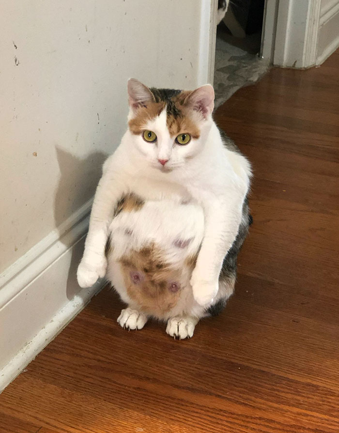 My Friend Caught Her Very Pregnant Cat Sitting Like This