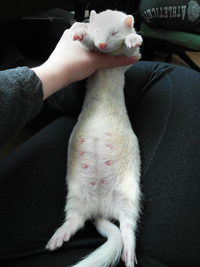 The Polecat Mafia Is Here