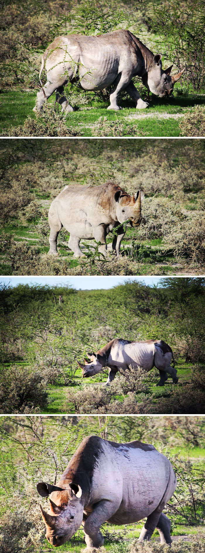 A Pregnant Black Rhino About 20m From Our Car